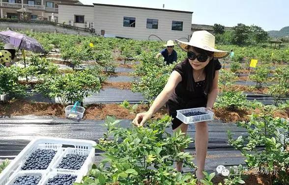 重庆国庆小长假怎么耍农家乐推荐,重庆农家乐和休闲农庄一日游