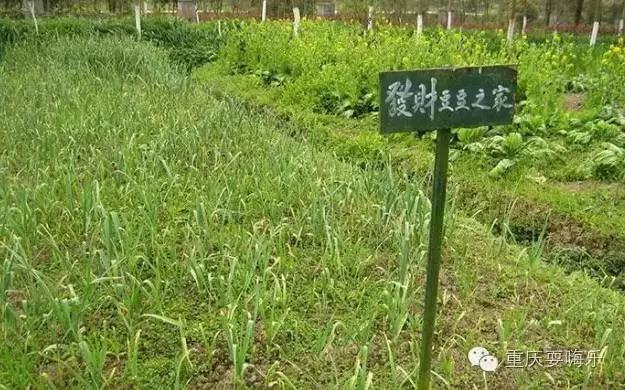 重庆国庆小长假怎么耍农家乐推荐,重庆农家乐和休闲农庄一日游