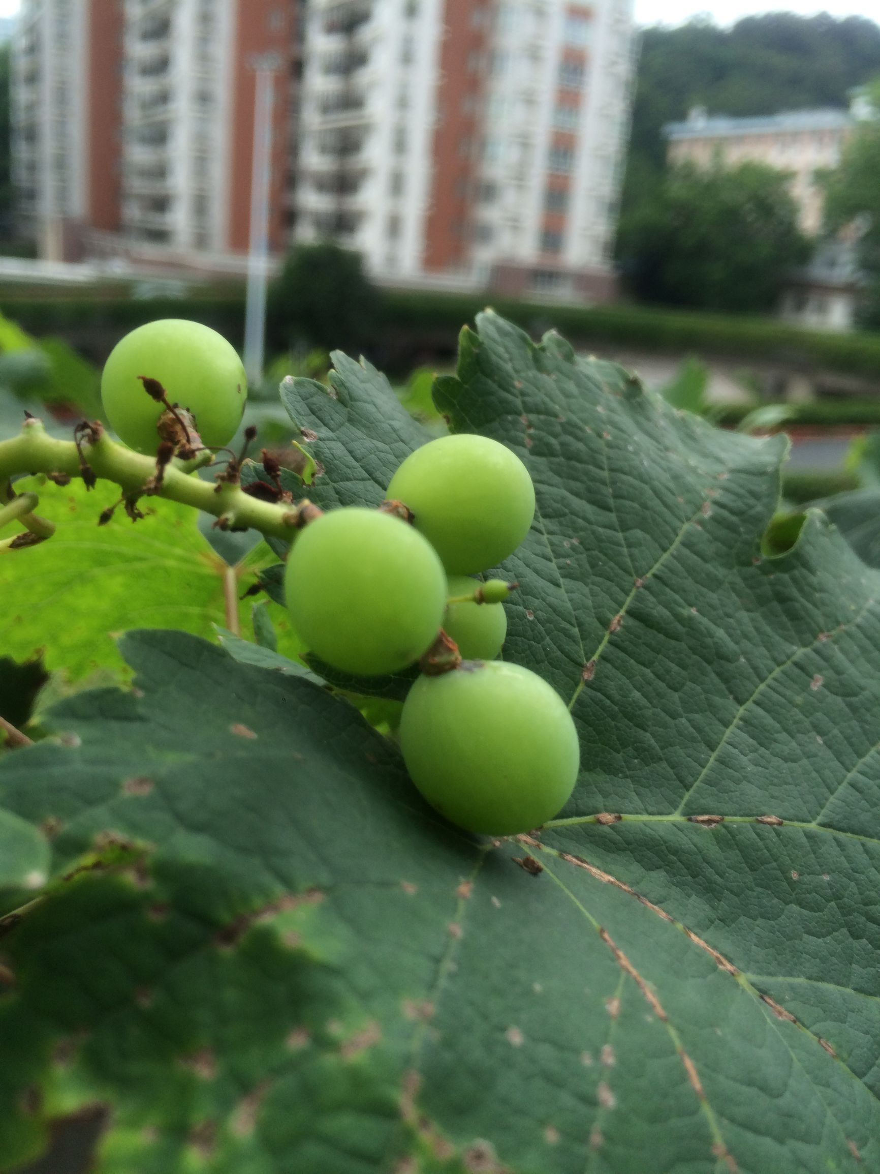 猴年马月工夫事弃烟容易戒烟难