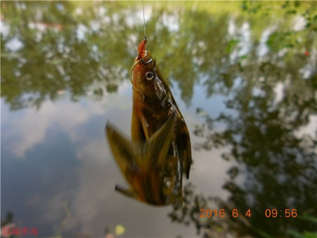 徐州钓鱼地方推荐野钓,徐州野钓地点推荐云龙