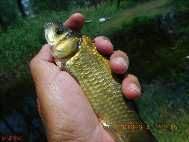 徐州钓鱼地方推荐野钓,徐州野钓地点推荐云龙