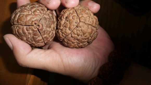 十大奇特菩提子,超级丑菩提手串