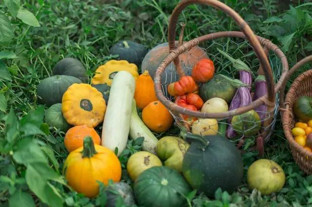 这个男孩子回家租了快地，过起了归园田居的日子