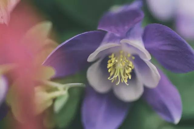 这个男孩子回家租了快地，过起了归园田居的日子