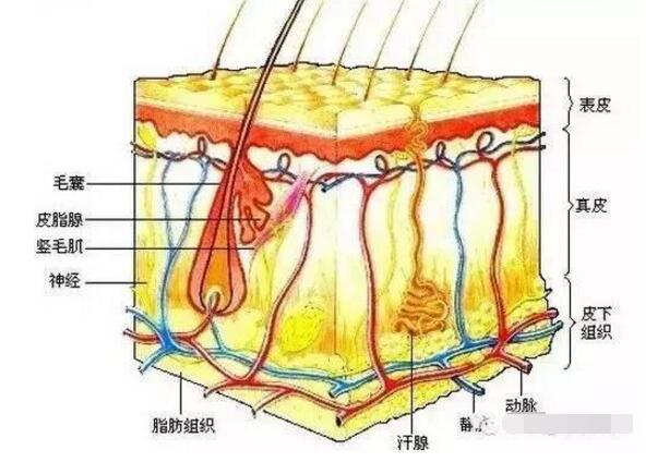 脸上起死皮还痒长疙瘩怎么回事,脸上长红疮起皮