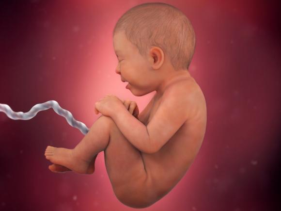 单角子宫胎儿发育,胎儿子宫成长过程带解说