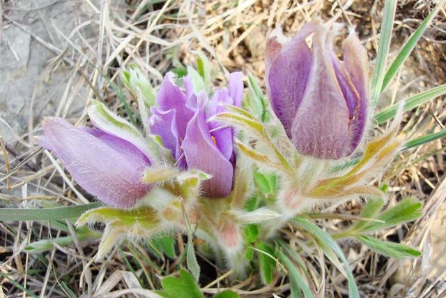 开花好看的野生中草药,这么美丽的花朵难得一见