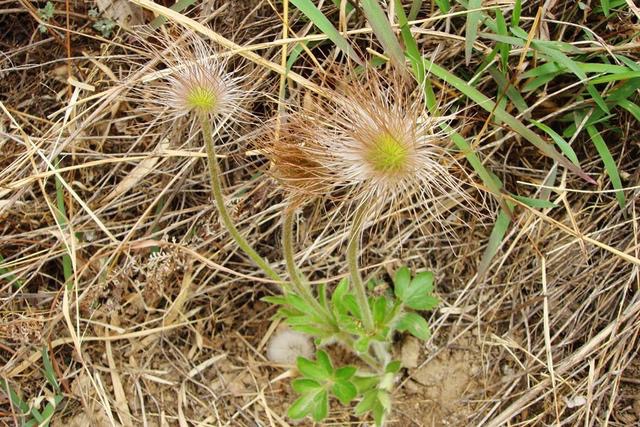 开花好看的野生中草药,这么美丽的花朵难得一见