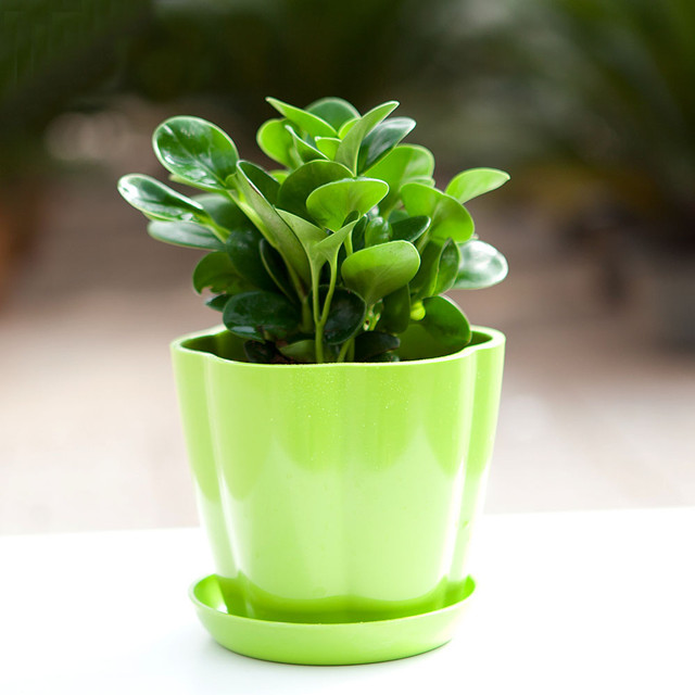 现在季节养哪些观叶观花的植物,室内水培观叶植物100种名字