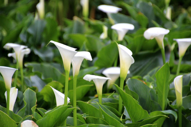 现在季节养哪些观叶观花的植物,室内水培观叶植物100种名字