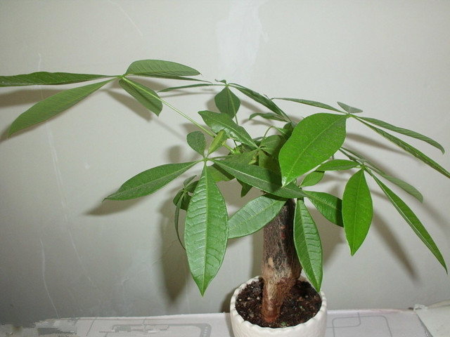 现在季节养哪些观叶观花的植物,室内水培观叶植物100种名字