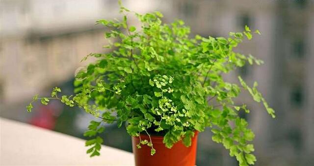 现在季节养哪些观叶观花的植物,室内水培观叶植物100种名字