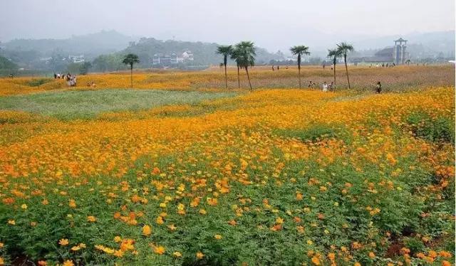 重庆最让人失望的核心区,重庆最尴尬的五个区