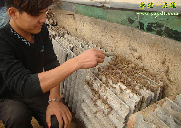 孕蝎的饲养管理要点有哪些,种蝎怎样养殖最好视频