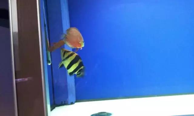 鍗板凹铏庡拰娉板寳铏庡摢涓ソ,鍗板凹铏庡ソ杩樻槸鑻忛棬绛旇厞铏庡ソ