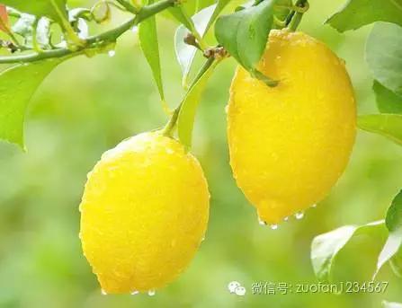 它们都是口臭的天敌！彻底和口臭说拜拜