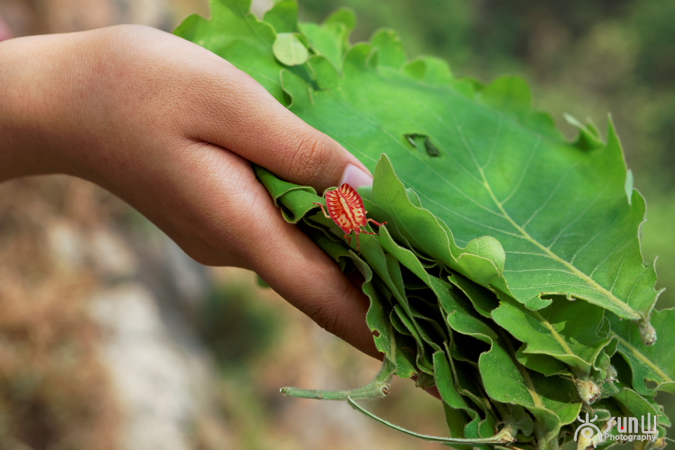 我们对它视而不见，任其自生自落，日韩却大量从中国进口！