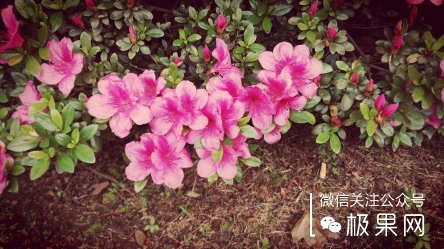 翻转吧摄像头,前后都能照出完美的照片:荣耀7i体验