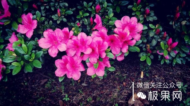 翻转吧摄像头,前后都能照出完美的照片:荣耀7i体验