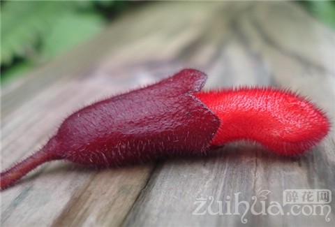 口红花如何培植,口红花的养护方法视频教学