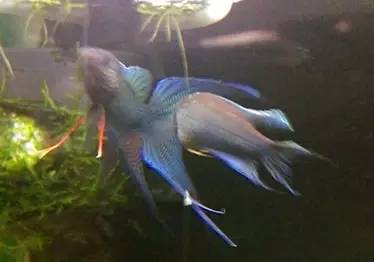 血脉奋“斗”历程--国斗繁殖实录（1）生命的起源