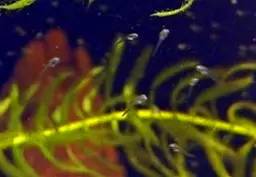 血脉奋“斗”历程--国斗繁殖实录（1）生命的起源