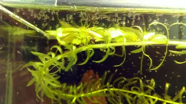 血脉奋“斗”历程--国斗繁殖实录（1）生命的起源