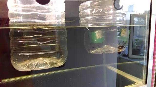 血脉奋“斗”历程--国斗繁殖实录（1）生命的起源