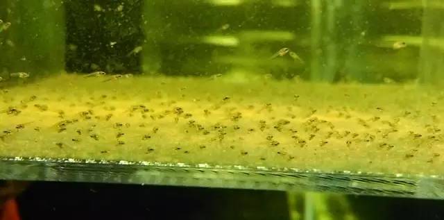 血脉奋“斗”历程--国斗繁殖实录（1）生命的起源