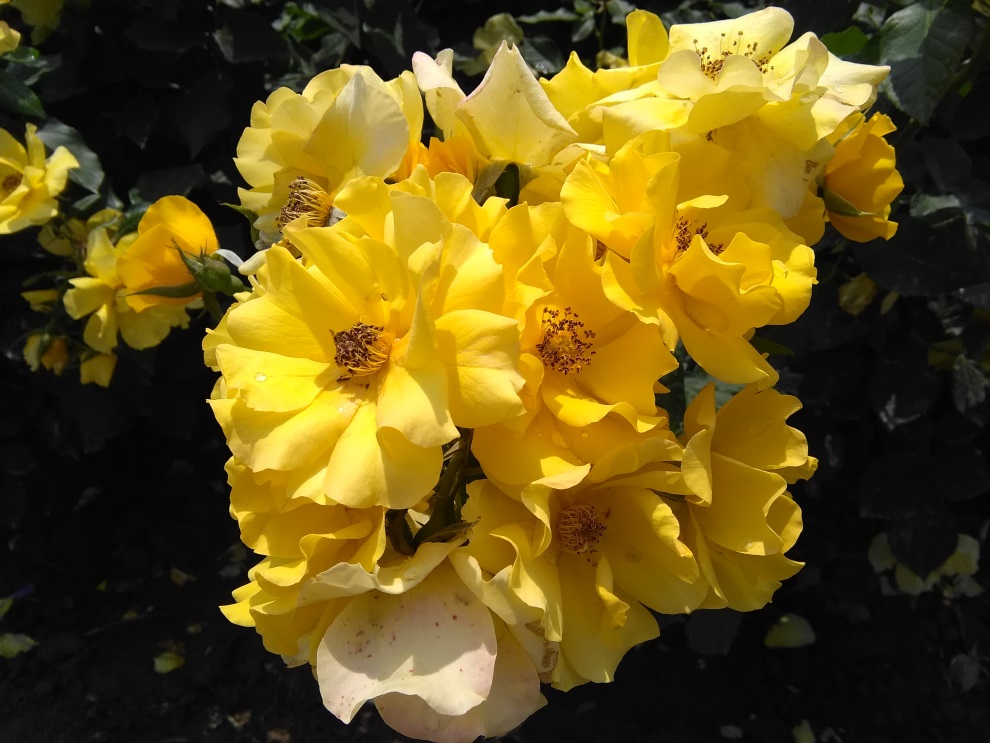 华为揽阅m210.1寸值得购买吗,华为揽阅m2青春版值吗