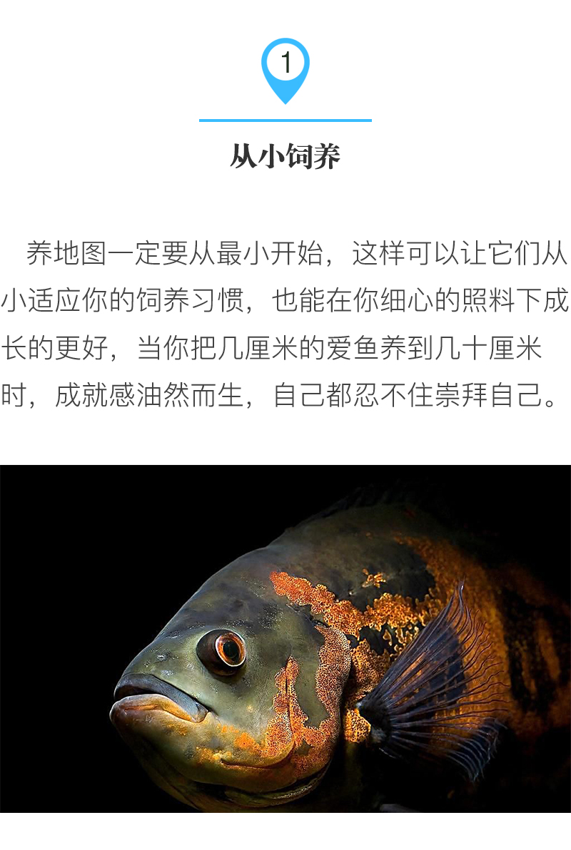 怎么才能养好地图鱼,养鱼新手入门能养地图鱼吗