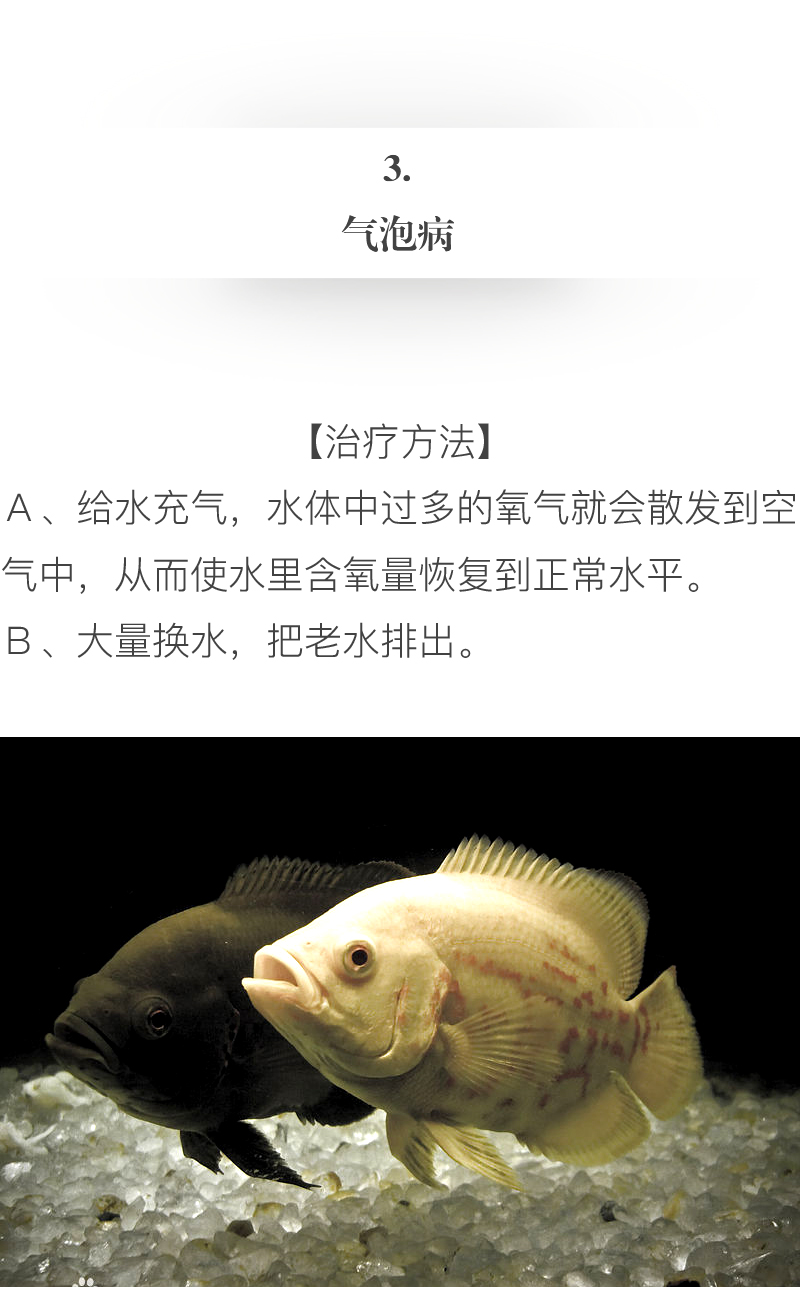 怎么才能养好地图鱼,养鱼新手入门能养地图鱼吗