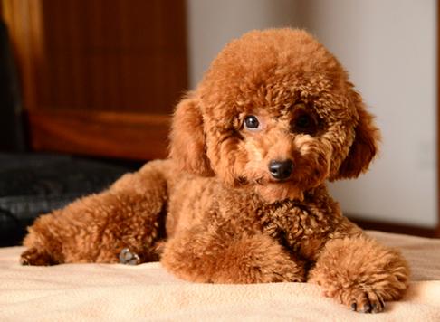 泰迪太瘦了怎么养胖,家里养的泰迪很听话