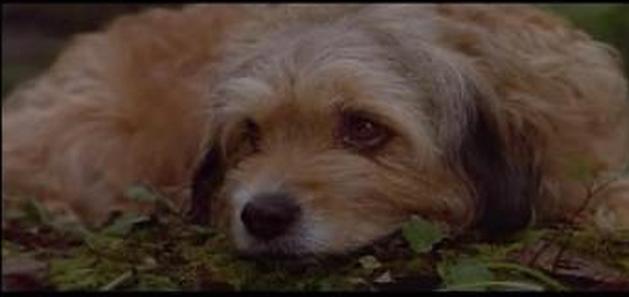 导盲犬小q动漫片影评,导盲犬小q电影总结