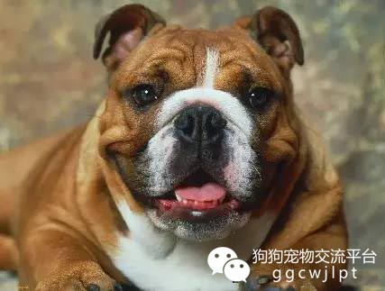 狗狗耳朵什么样可以立起来,狗狗耳朵分析图解