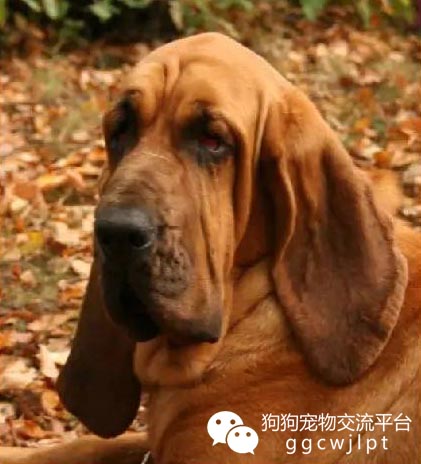 狗狗耳朵什么样可以立起来,狗狗耳朵分析图解