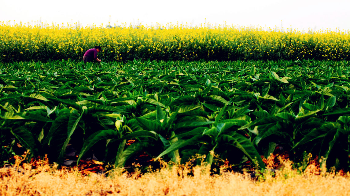 关于世界戒烟日的来历,国际戒烟日