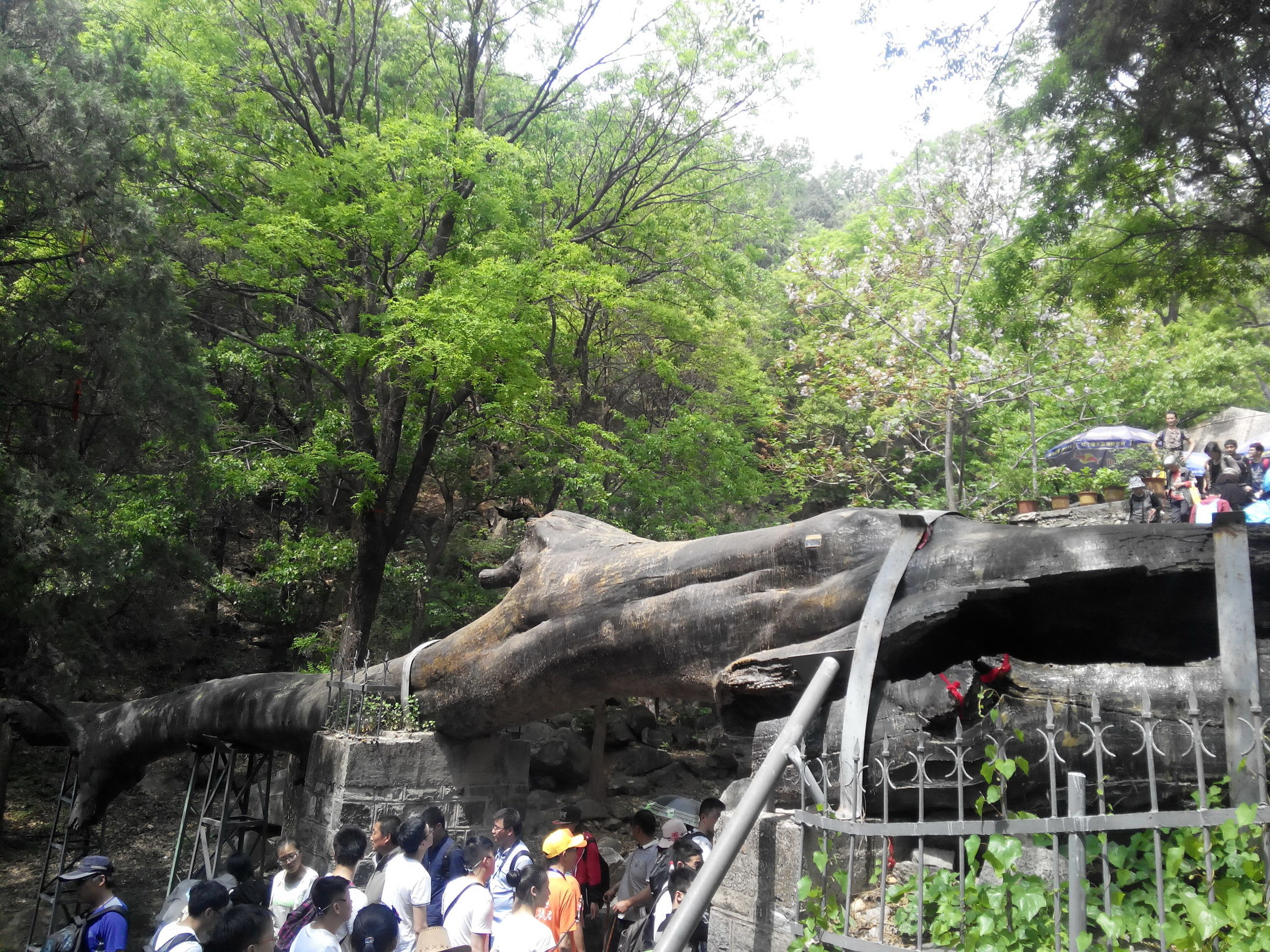 天津去泰山自由行攻略,天津泰山旅游攻略自助游