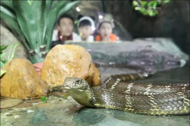 长隆适合小朋友玩的地方,长隆有哪些小朋友可以玩的项目