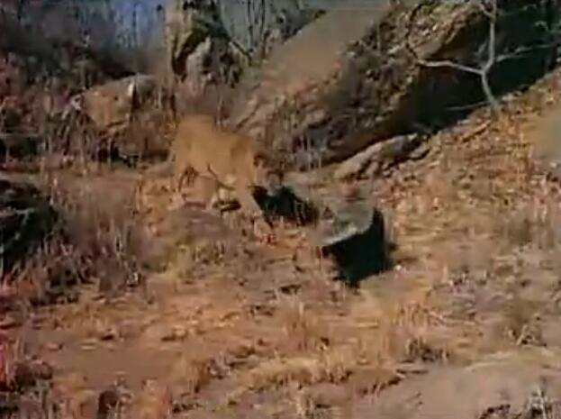 蜜獾被三只花豹围攻,蜜獾啃食剧毒毒蛇