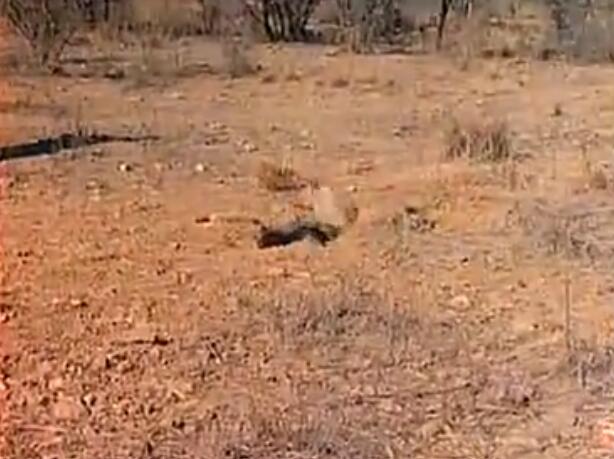 蜜獾被三只花豹围攻,蜜獾啃食剧毒毒蛇