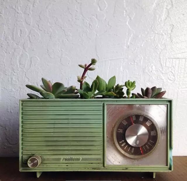 外国大神多肉,ins多肉