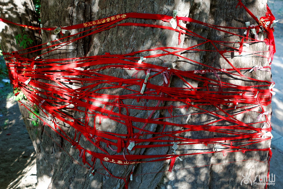 为什么古树都要拴红绳,往古树上拴红绳什么意思