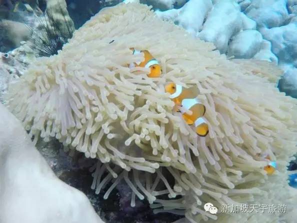 泰国的马尔代夫丽贝岛,泰国马尔代夫的海岛