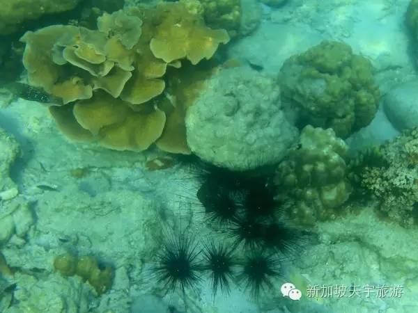 泰国的马尔代夫丽贝岛,泰国马尔代夫的海岛