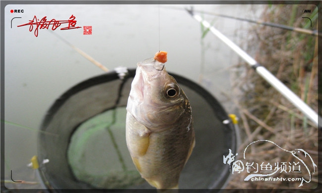 风雨无阻之我爱飞鱼去‘*欢寻**’!