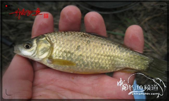 风雨无阻之我爱飞鱼去‘*欢寻**’!