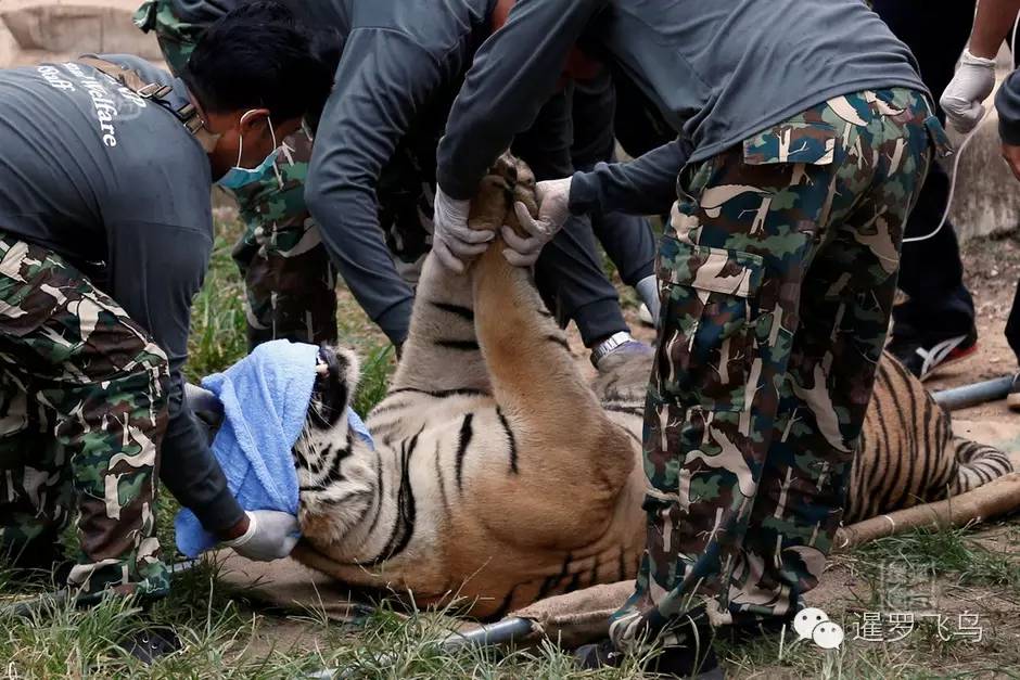 147大老虎全被抓走了?泰国虎庙或将无虎!