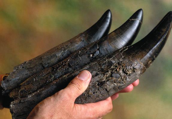 恐龙图片和名字介绍大全集 (儿童认识恐龙的名字和图片)