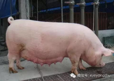 教你十步轻松搞定母猪不发情